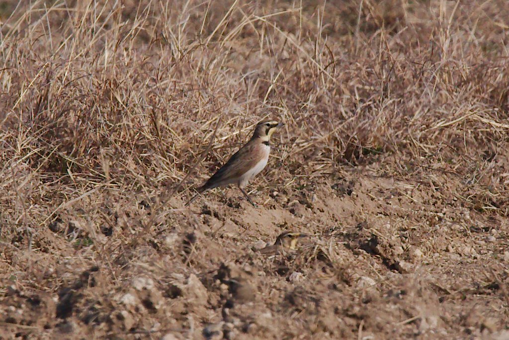 Horned Lark 2016-02-13_10.jpg